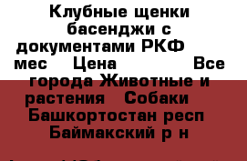 Клубные щенки басенджи с документами РКФ - 2,5 мес. › Цена ­ 20 000 - Все города Животные и растения » Собаки   . Башкортостан респ.,Баймакский р-н